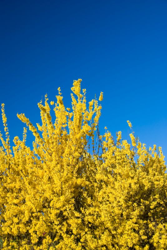 Forsythia Pruning