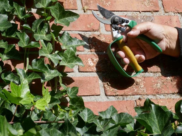 Ivy Removal Service in Hamilton