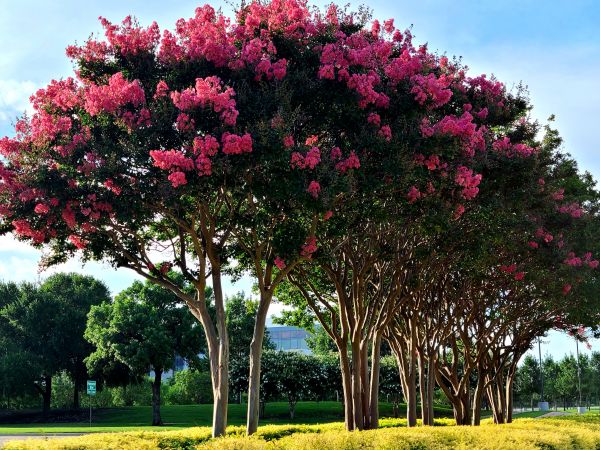 Cost of Crepe Myrtle Pruning in Hamilton