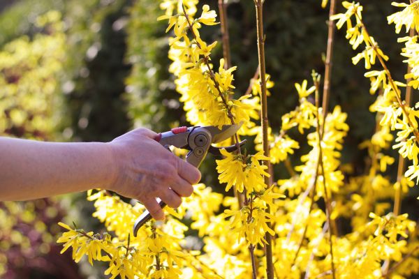 Forsythia Pruning in Hamilton