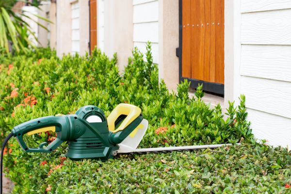 Holly Hedge Trimming