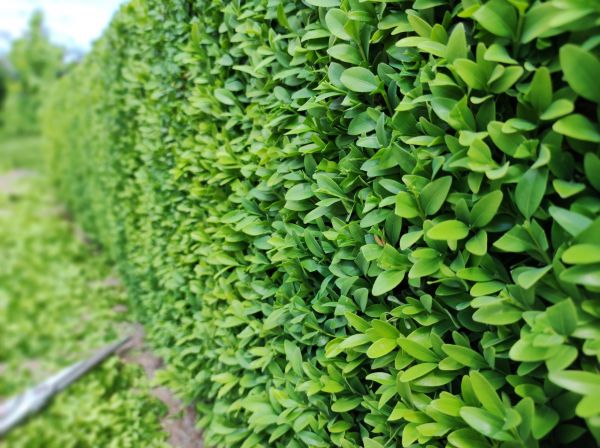 Cost of Boxwood Pruning in Hamilton