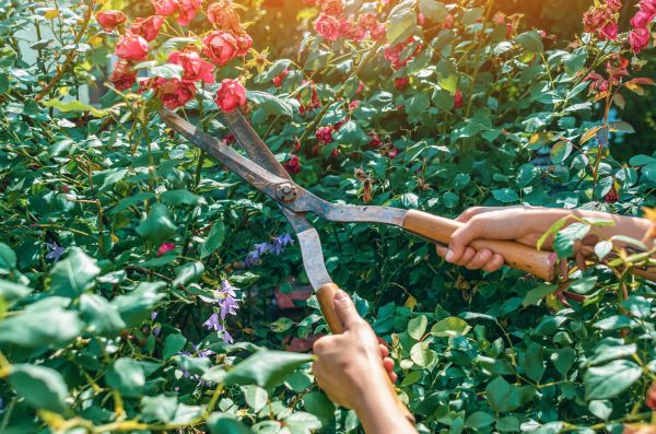 Knockout Roses Pruning in Hamilton