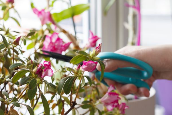 Azalea Pruning in Hamilton